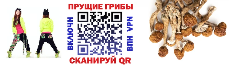 Псилоцибиновые грибы Psilocybine cubensis  Петухово 